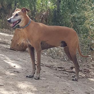 Foto de Onil, macho y de raza Whippet