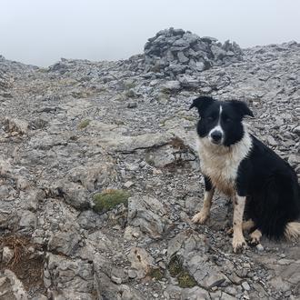 Foto de Linda, hembra y de raza Border collie