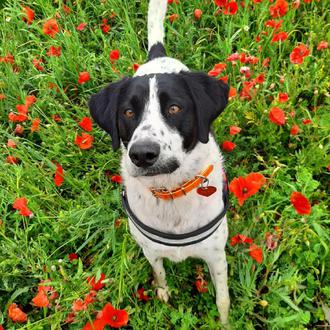 Foto de Til.la, hembra y de raza Pointer mix