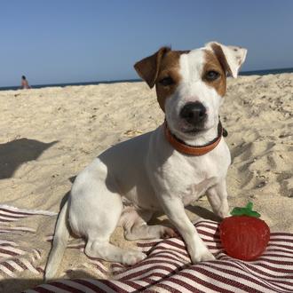 Foto de Trini, hembra y de raza Jack russell