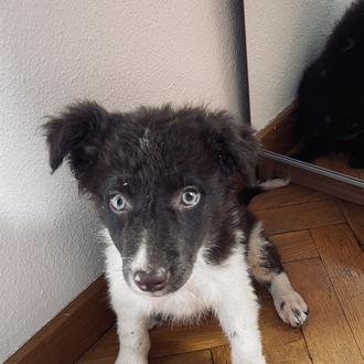 Foto de Nila, hembra y de raza Border Collie