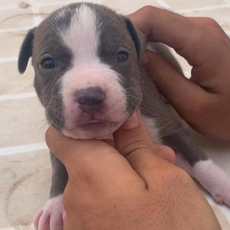 Foto de BIMBA, hembra y de raza American Staffordshire terrier