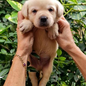 Foto de Brandy, macho y de raza Labrador retriever