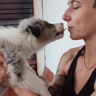 Foto de Goya, macho y de raza Border Collie con perro pastor