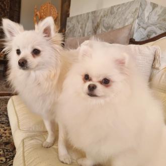 Foto de Lana y Sophie, hembra y de raza Pomerania