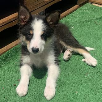 Foto de OTTO, macho y de raza Border Collie