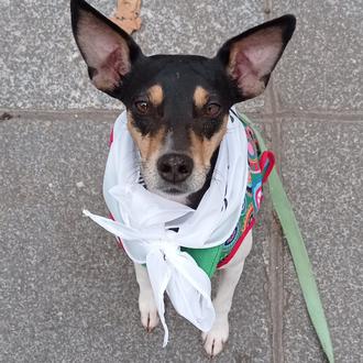 Foto de Kika, hembra y de raza Bodeguero andaluz