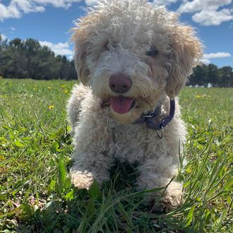 Foto de Mia, hembra y de raza Perro de agua español