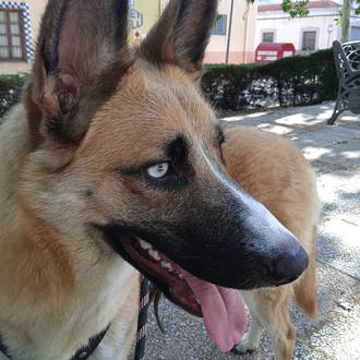 Foto de Luna, hembra y de raza Pastor Alemán y Milanois