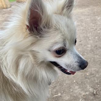 Foto de Baloo, macho y de raza Pomerania