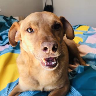 Foto de Naranjo, macho y de raza Mestizo