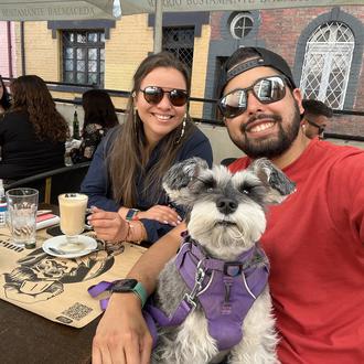 Foto de Greys, hembra y de raza Schnauzer Miniatura