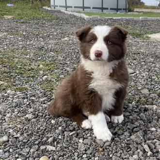 Foto de Rocky, macho y de raza Border colie