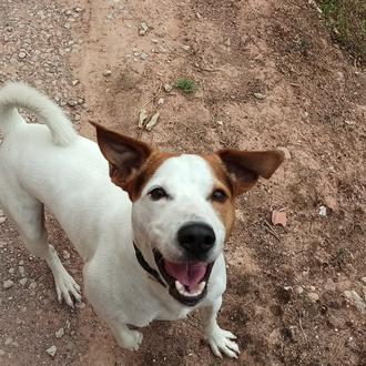 Foto de Thor, macho y de raza Bodeguero andaluz