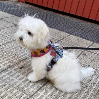 Foto de Lola, hembra y de raza Bichón maltés