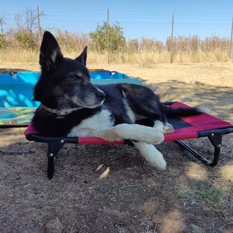 Foto de Hades, macho y de raza Mestizo de husky siberiano