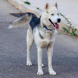 Foto de Nelson, macho y de raza Husky Siberiano