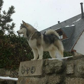 Foto de Nunarak, hembra y de raza Alaskan Malamute