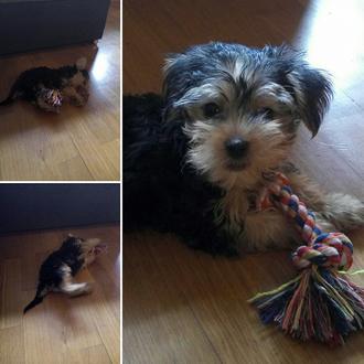 Foto de Leo, macho y de raza Yorkshire Terrier Toy