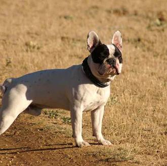 Foto de Faco, macho y de raza Bulldog Francés