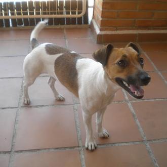 Foto de Luci, hembra y de raza Jack Russell