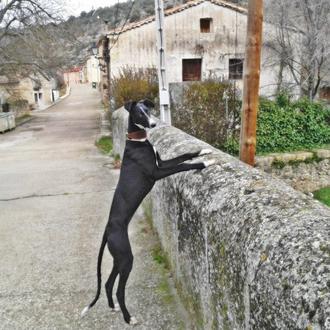 Foto de Loba, hembra y de raza Galgo