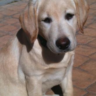 Foto de Lola, hembra y de raza Labrador Retriever