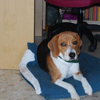 Foto de Angie, hembra y de raza Beagle