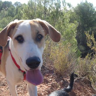 Foto de Nala, hembra y de raza Chucha guapísima