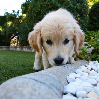 Foto de Truco, macho y de raza Golden Retriever