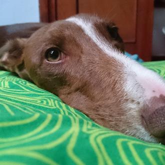 Foto de Peka, hembra y de raza Galgo