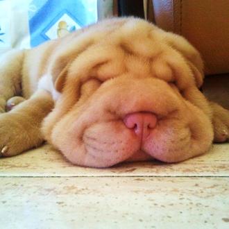 Foto de Shiba, hembra y de raza Sharpei