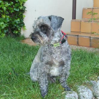 Foto de OTTO, macho y de raza Mestizo