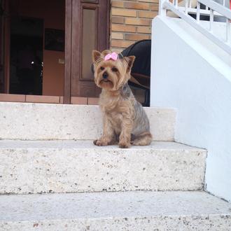 Foto de Lía, hembra y de raza Yorkshire