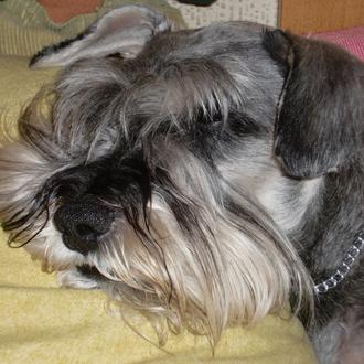 Foto de Hook, macho y de raza Schnauzer Miniatura