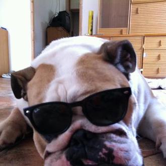 Foto de Trebol, macho y de raza Bulldog ingles