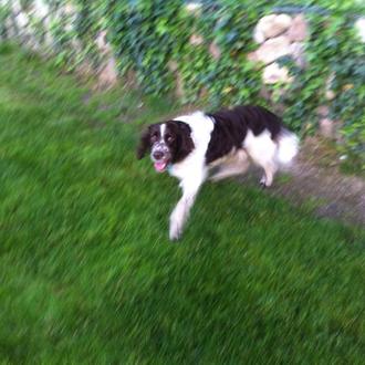 Foto de MAX, macho y de raza SPANISH SPRINGER