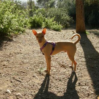 Foto de andy, macho y de raza podenco enano