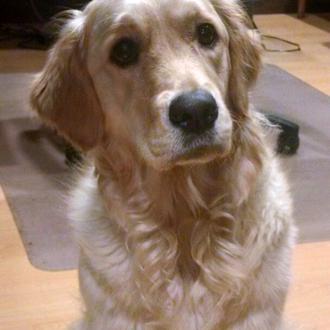 Foto de Mika, hembra y de raza Golden Retriever