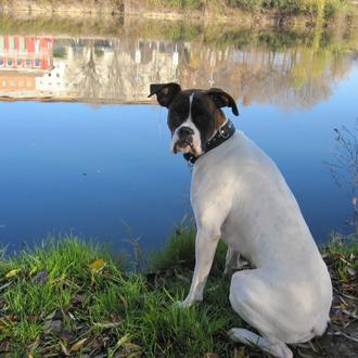 Foto de Jana, hembra y de raza boxer