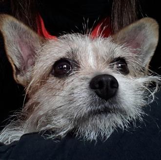 Foto de Jara, hembra y de raza mestiza de chihuahua