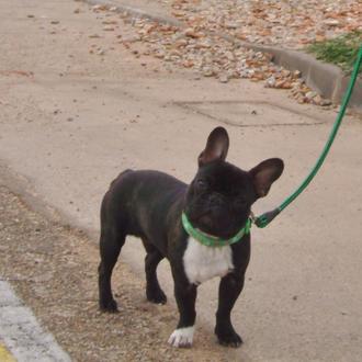 Foto de Crom, macho y de raza Bulldog Francés