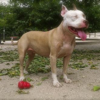 Foto de Lilú, hembra y de raza Mestiza de cosas muy ricas