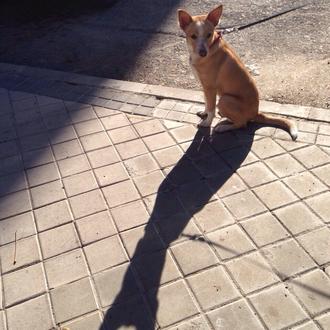 Foto de Rufo, macho y de raza Mestizo- Podenco