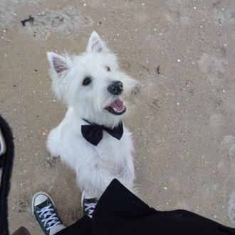 Foto de Míster, macho y de raza West Highland White Terrier