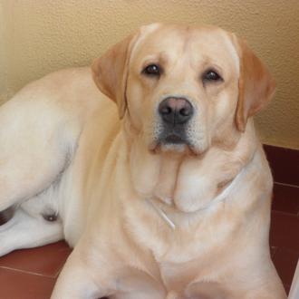 Foto de Simba, macho y de raza Labrador Retriver