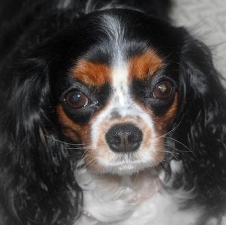 Foto de Nana, hembra y de raza Cavalier King Charles Spaniel