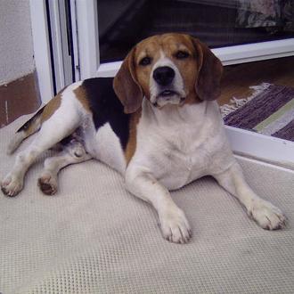 Foto de Ringo, macho y de raza Beagle