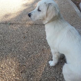 Foto de Dafne, hembra y de raza Golden Retriever