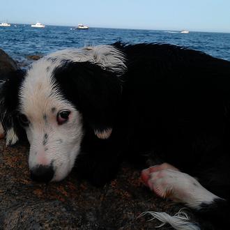 Foto de Noi, macho y de raza Mestizo (Border collie/spaniel breton)